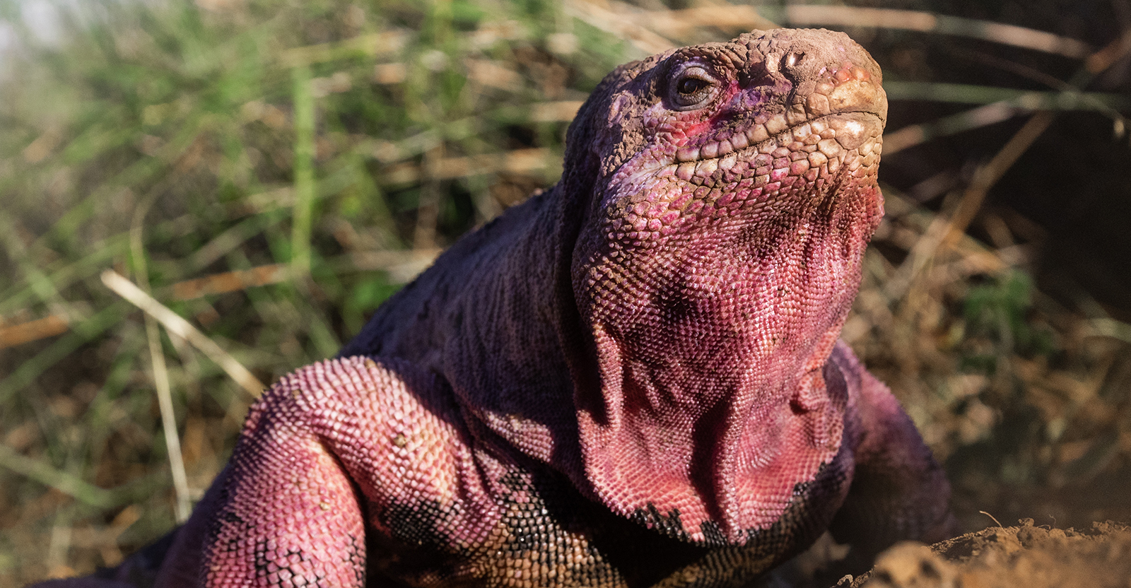 Major Discovery Gives Hope For Saving The Critically Endangered Pink