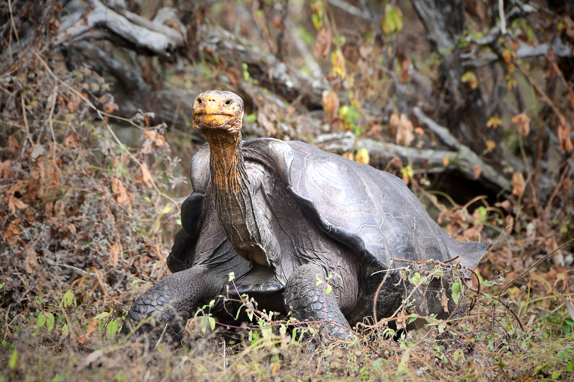 Reviving The Espa Ola Tortoise A Key Step In Gal Pagos Islands