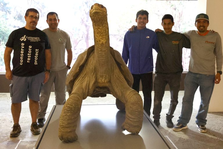 How The Legacy Of Lonesome George Can Help Gal Pagos Giant Tortoises