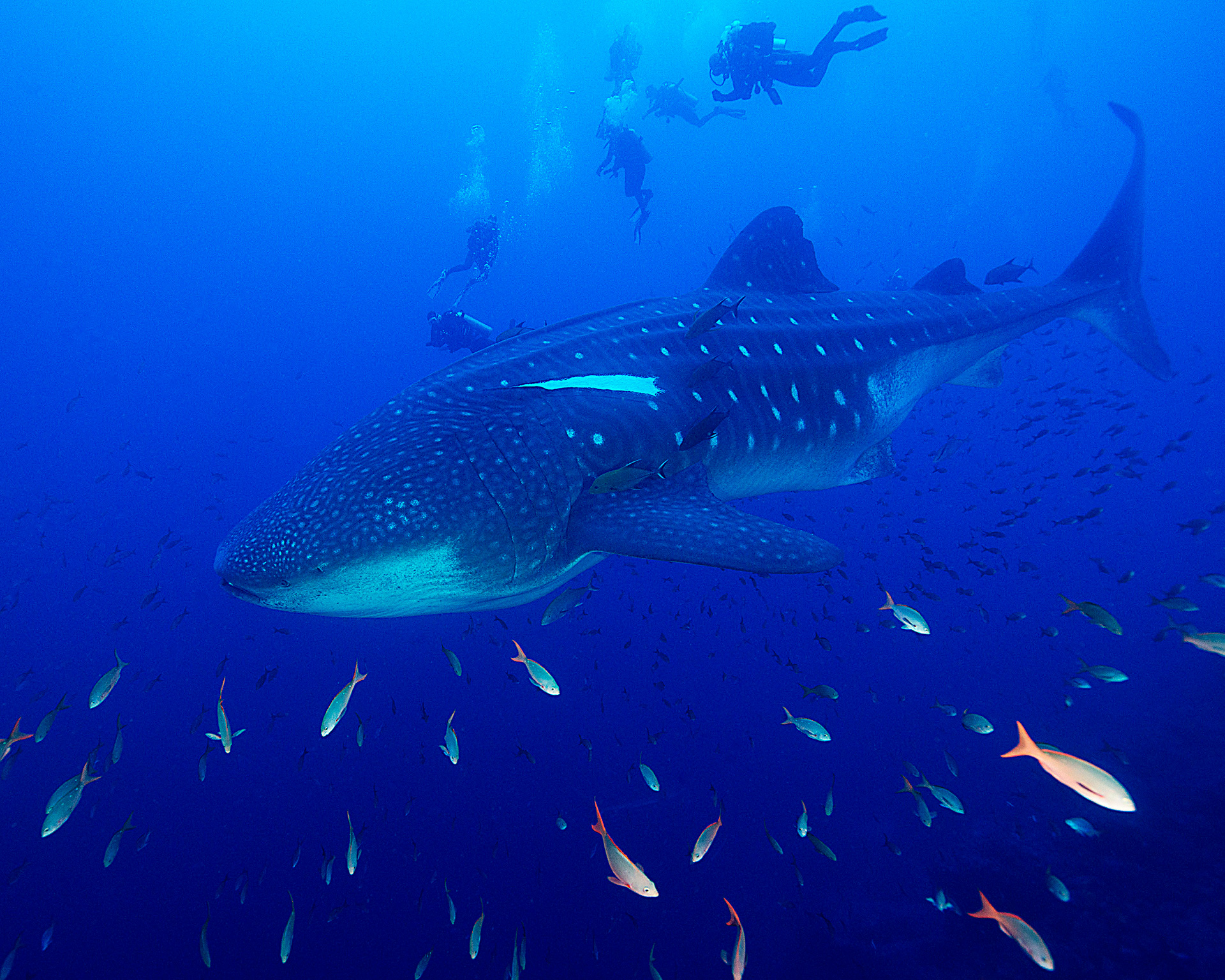 The Enigma Beneath the Waves Protecting Whale Sharks in Galápagos