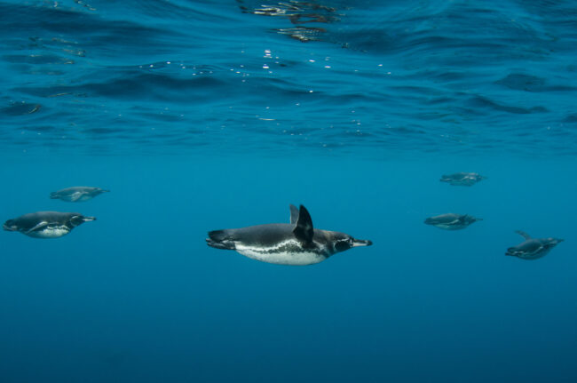 Celebrate World Penguin Day by Counting Penguin Chicks with Oxford