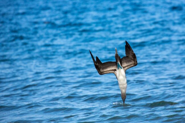 Partnerships Support Blue-Footed Booby Research