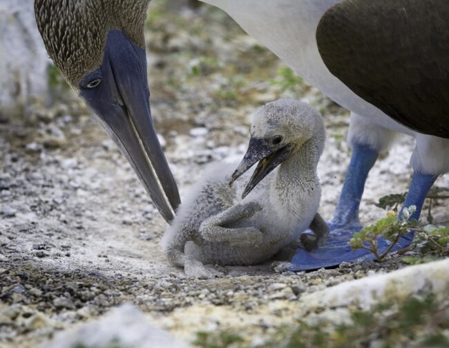 How to Draw a Blue-Footed Booby