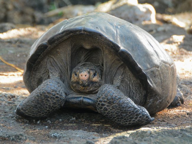 Are Galapagos Turtles Extinct  