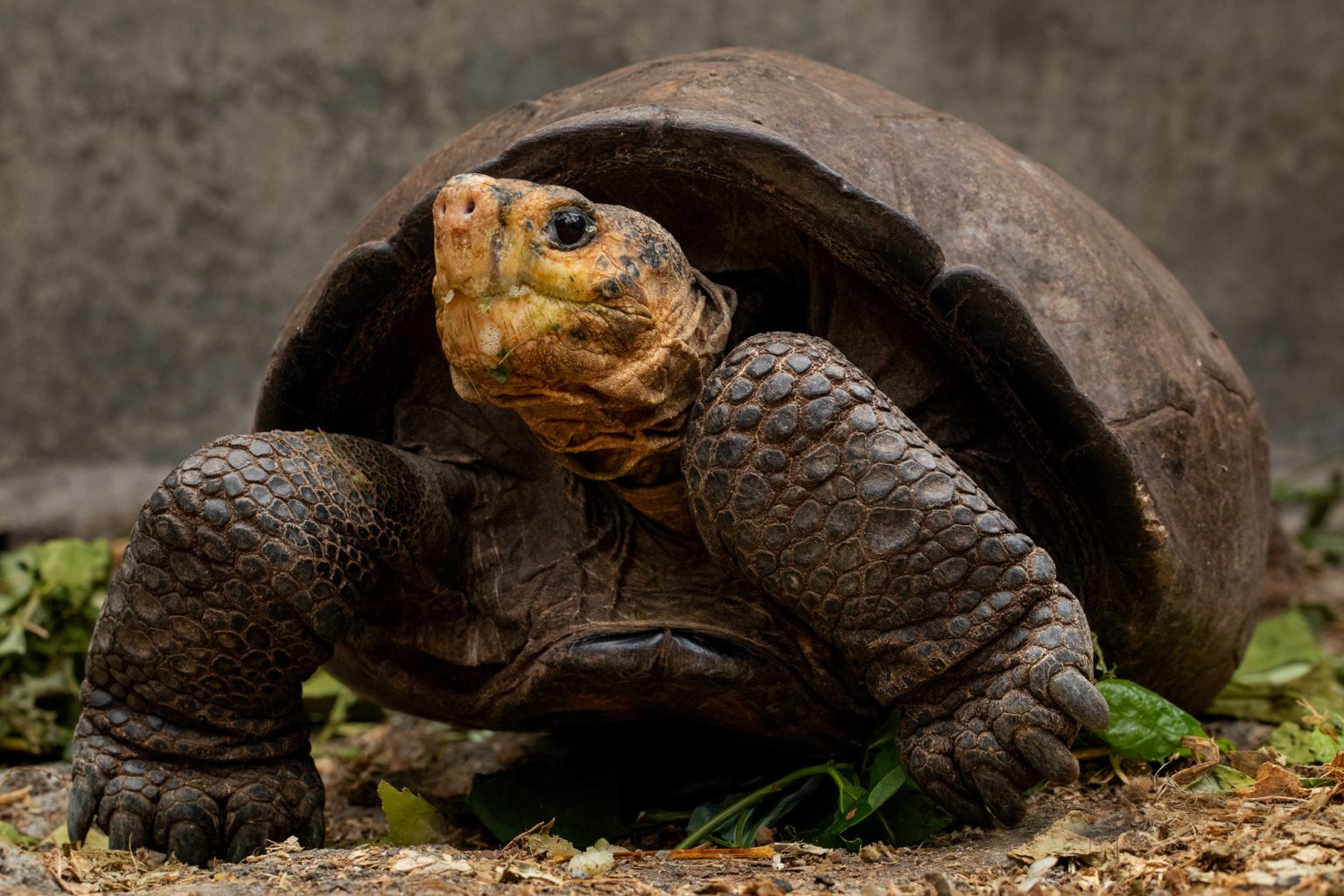 Dire Situation for the Last Fernandina Giant Tortoise Galápagos