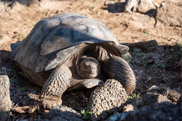 Rewilding Giant Tortoises | Galápagos Conservancy