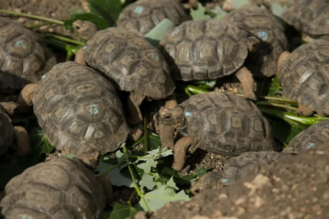 15 giant Galápagos tortoises found slaughtered