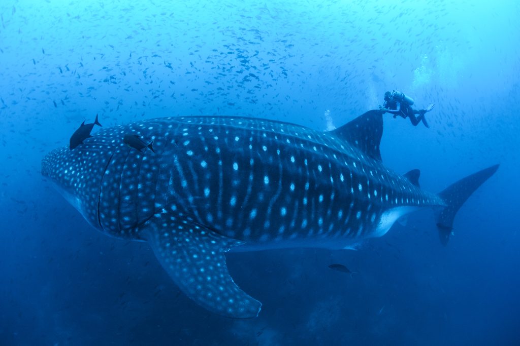 Researching Whale Sharks in the Galápagos Marine Reserve | Galápagos ...