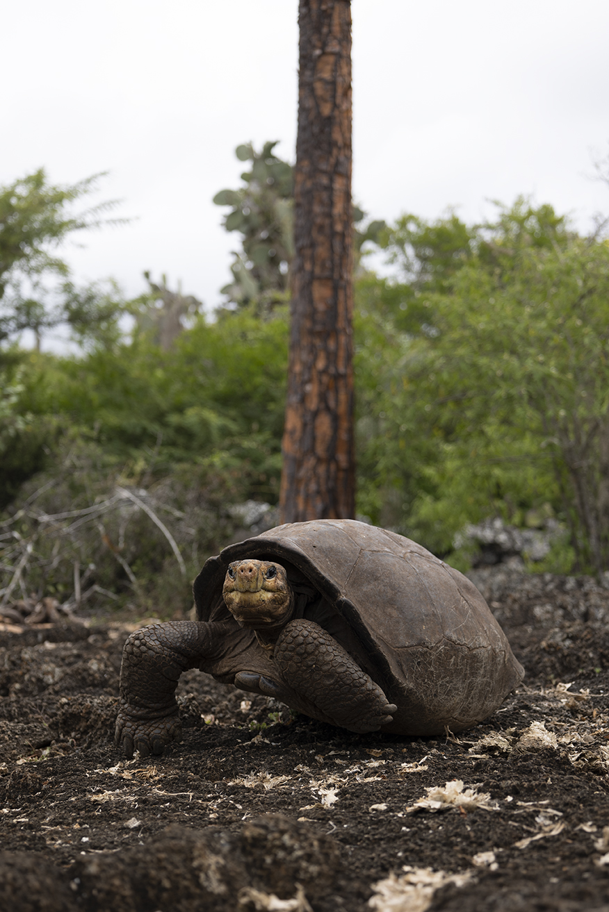 Publication Confirms Fernanda as Fernandina Giant Tortoise Galápagos