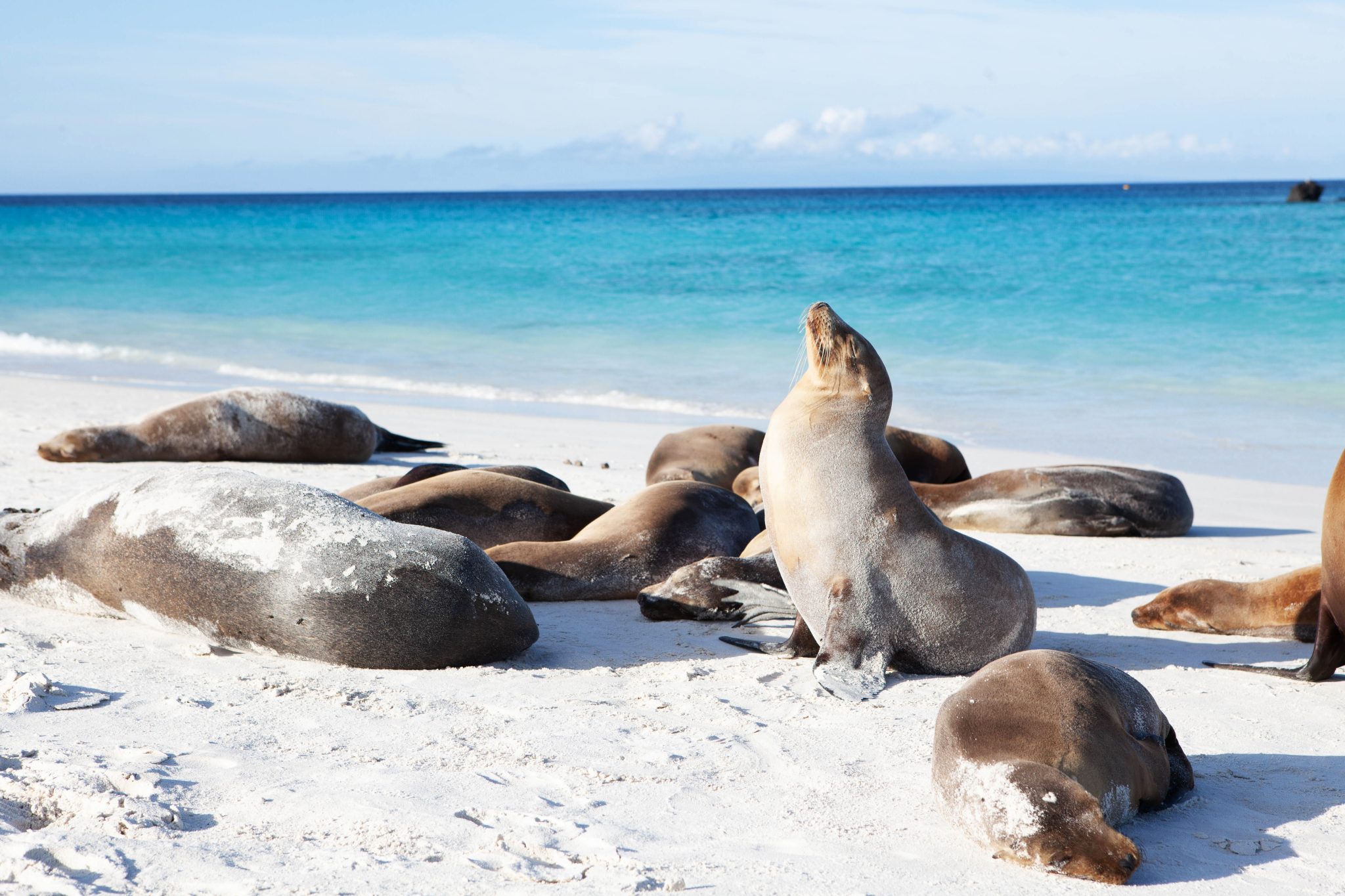 Assessing the Threats of Climate Change to Sea Lions and Fur Seals