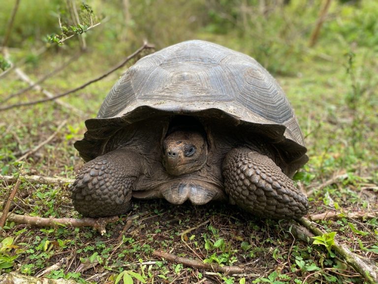 Surprising Facts About 10 Galápagos Species | Galápagos Conservancy