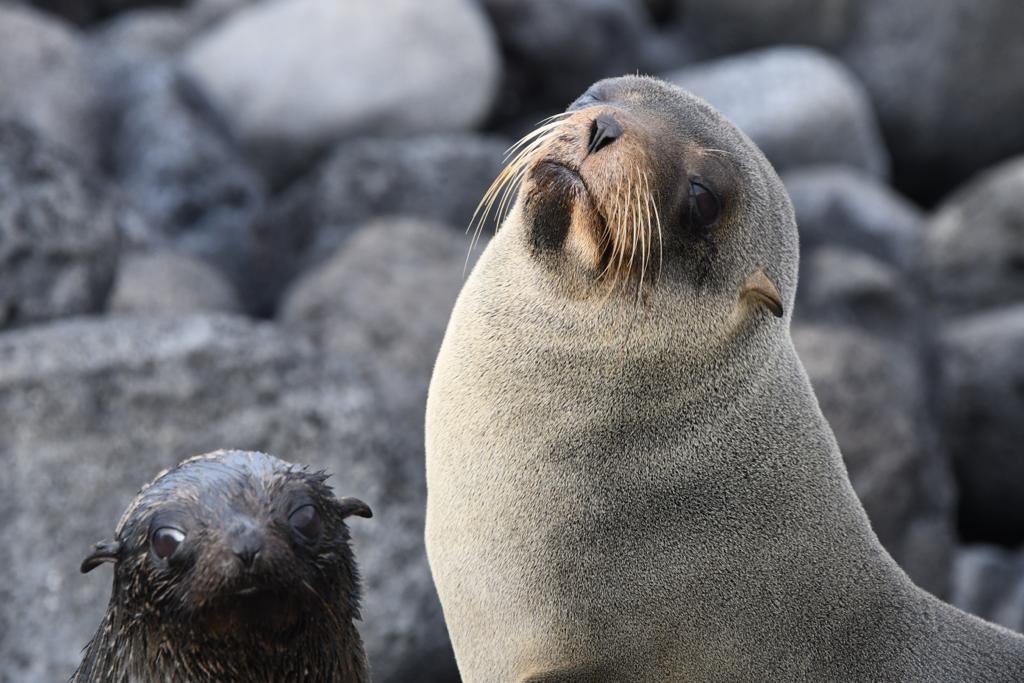 New Research Sheds Light on Impacts of Climate Change on Galapagos Sea  Lions | Galápagos Conservancy