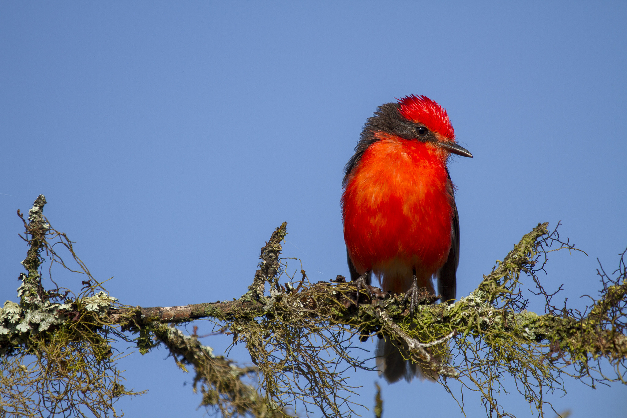 Vermillion deals fly catcher