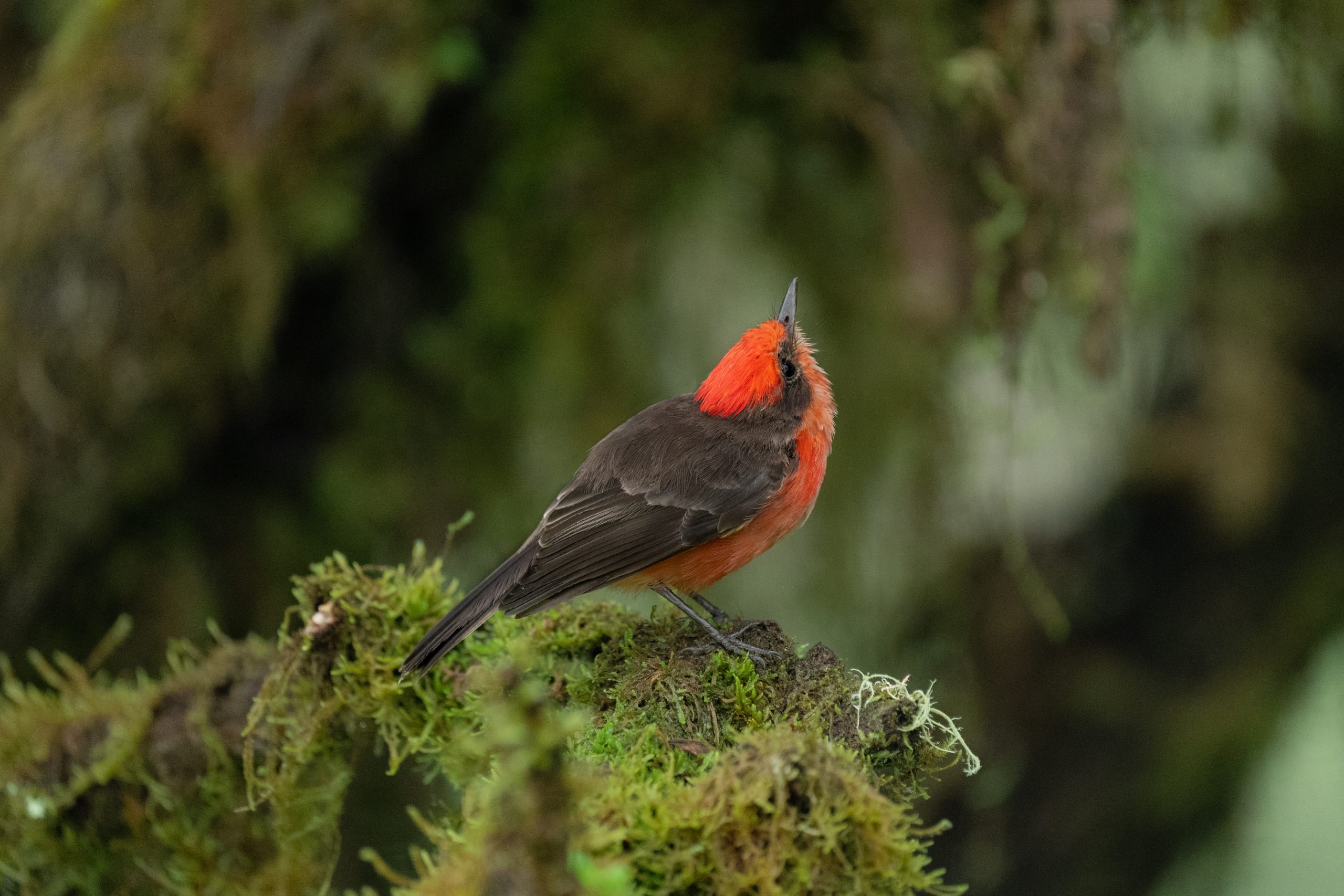 The Resurgence of the Vermilion Flycatcher | Galápagos Conservancy