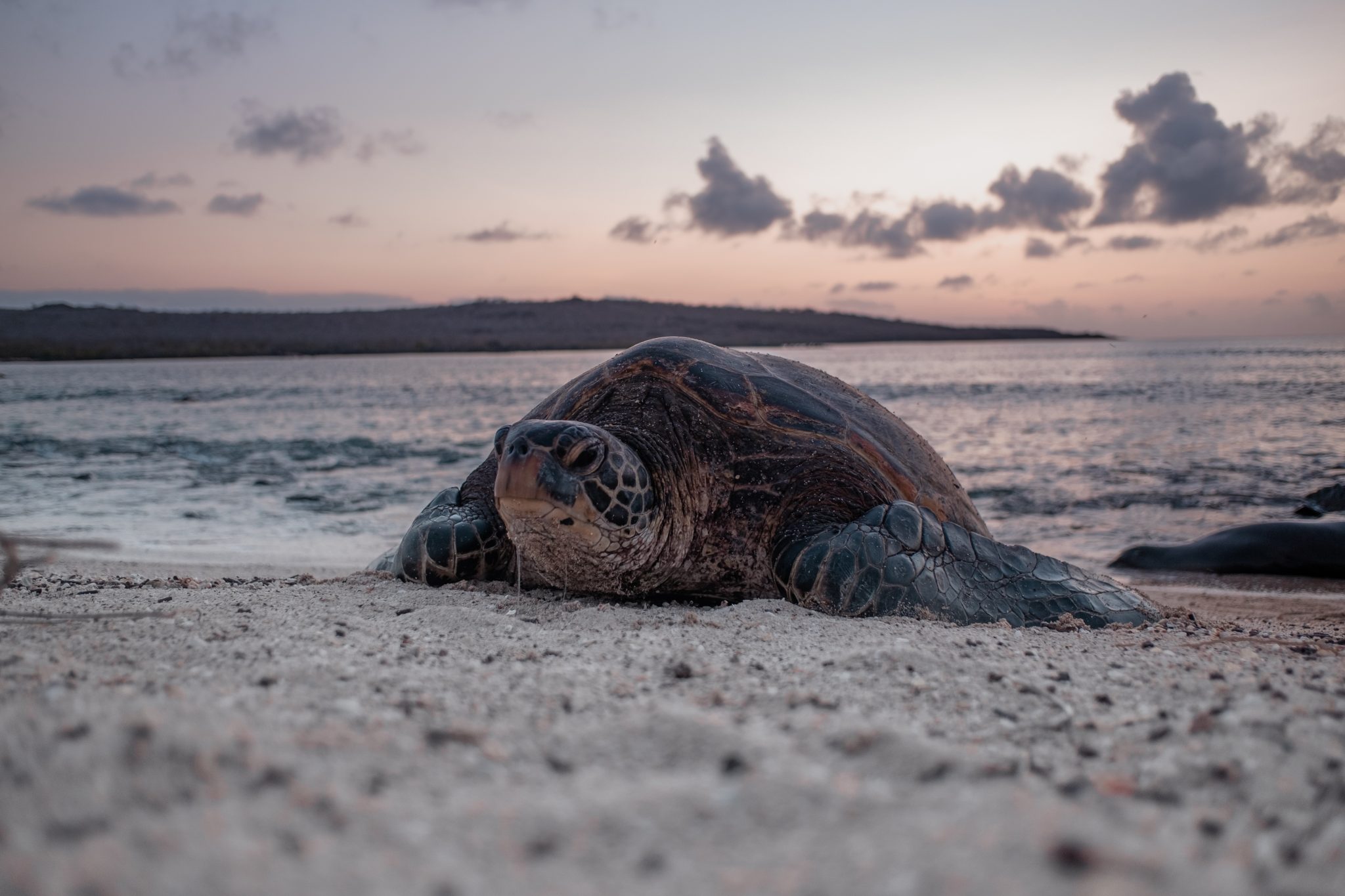 Celebrating World Sea Turtle Day and Reaffirming Our Commitment to ...