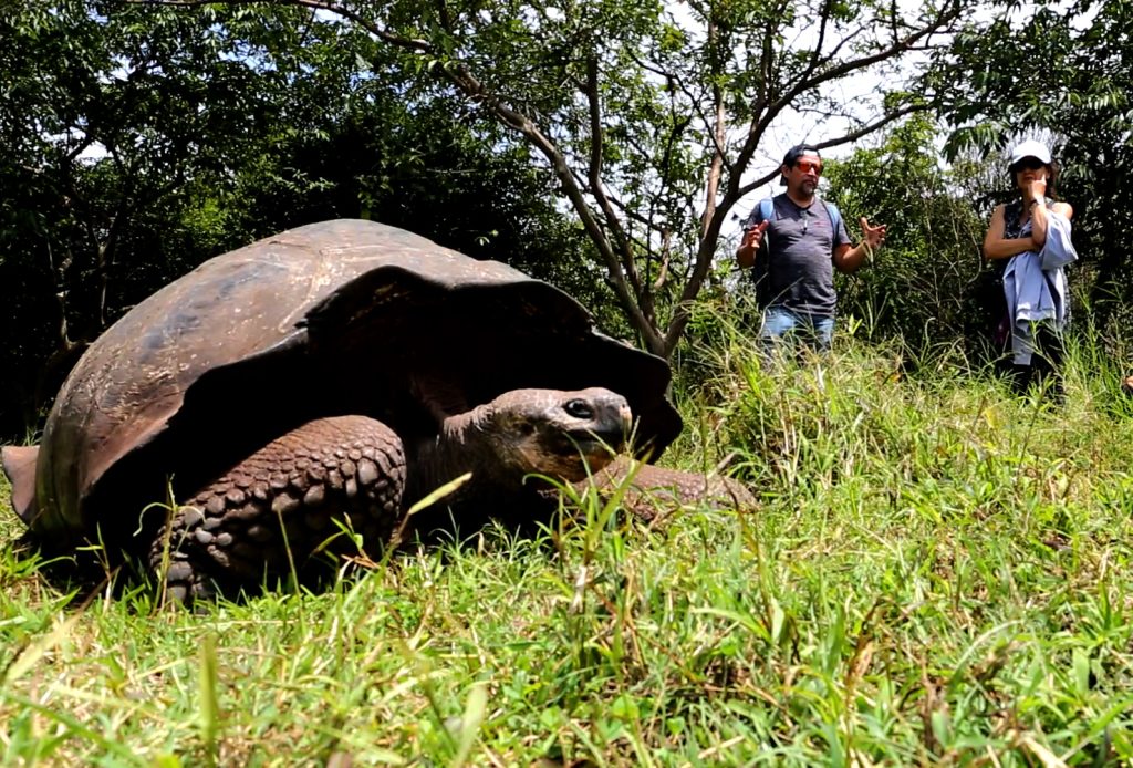 Protecting giant tortoises: Montalvo's project