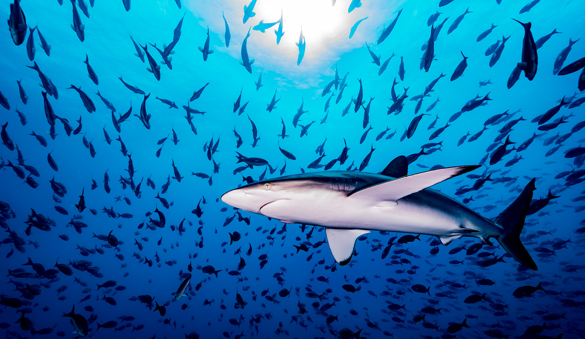 Shark Awareness Day Protecting the Guardians of Our Oceans Galápagos