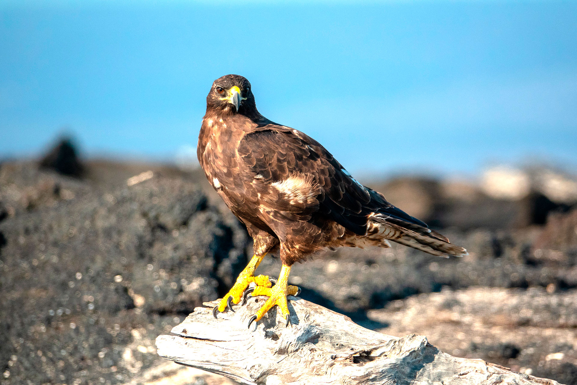 The Galápagos Hawk: A Symbol of Strength and Survival in the Enchanted  Islands | Galápagos Conservancy