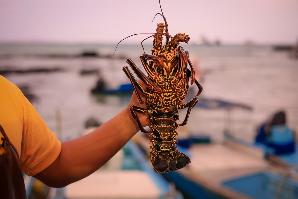 Learn about the spiny lobster