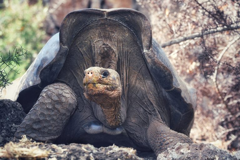 Biodiversity | Galápagos Conservancy