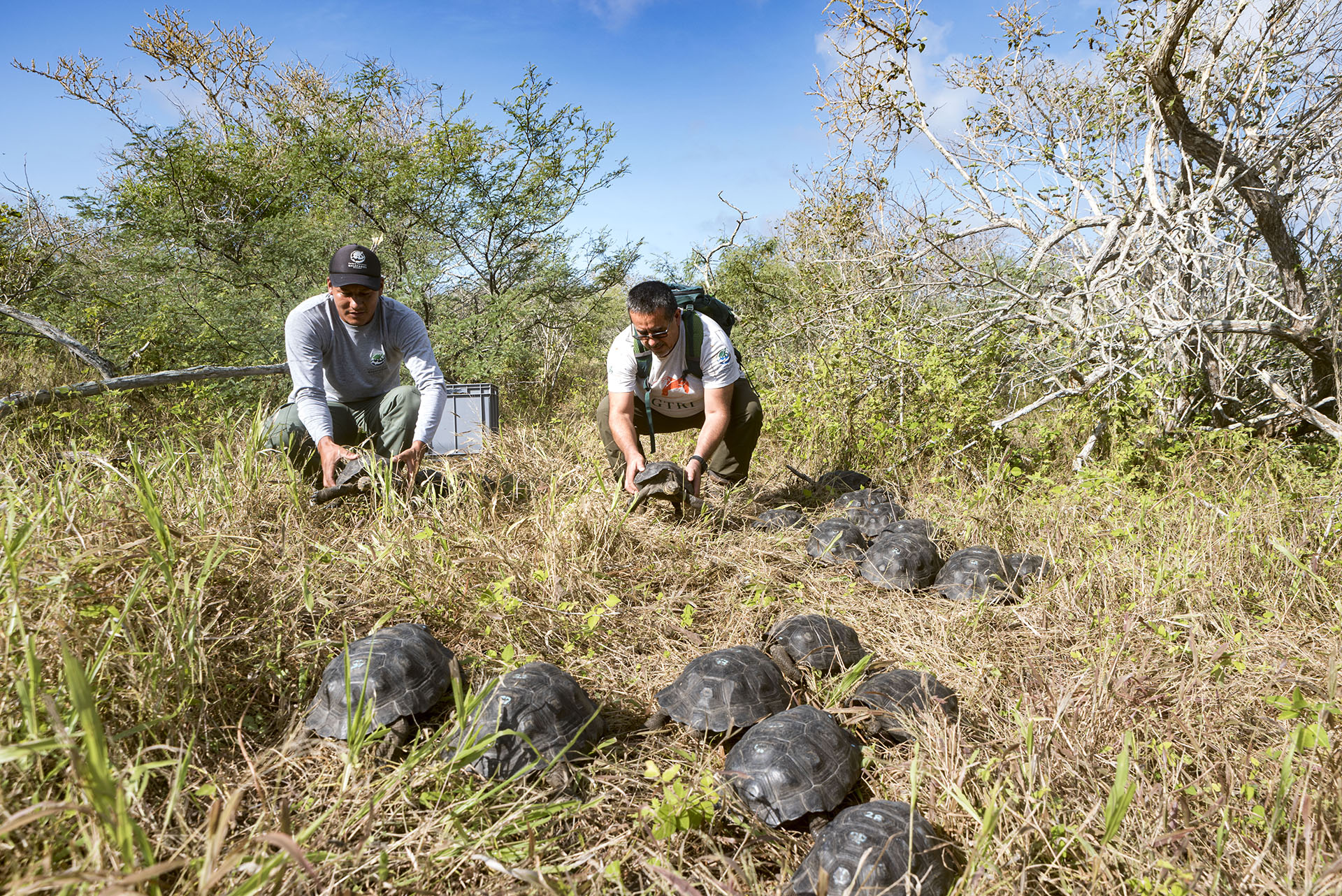 Update: Española Giant Tortoise Repatriation | Galápagos Conservancy