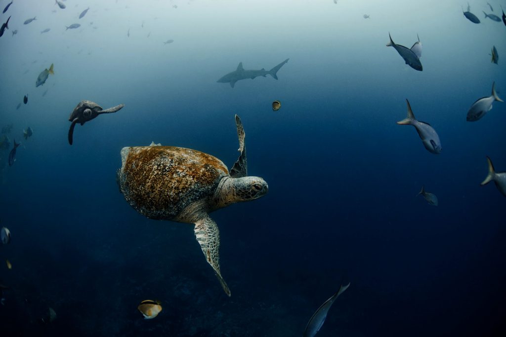 Saving The Seas: A Community Effort To Conserve Marine Biodiversity