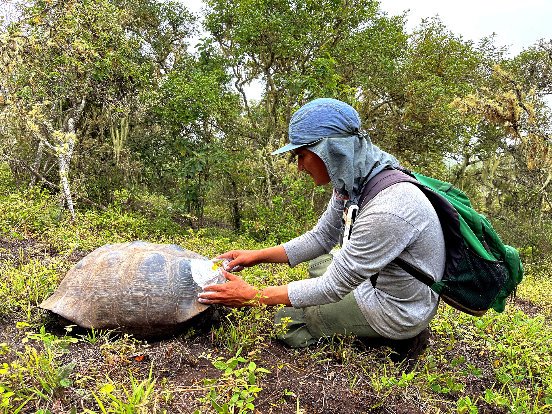 Unveiling The Migratory Mysteries Of Galápagos' Giant Tortoises ...