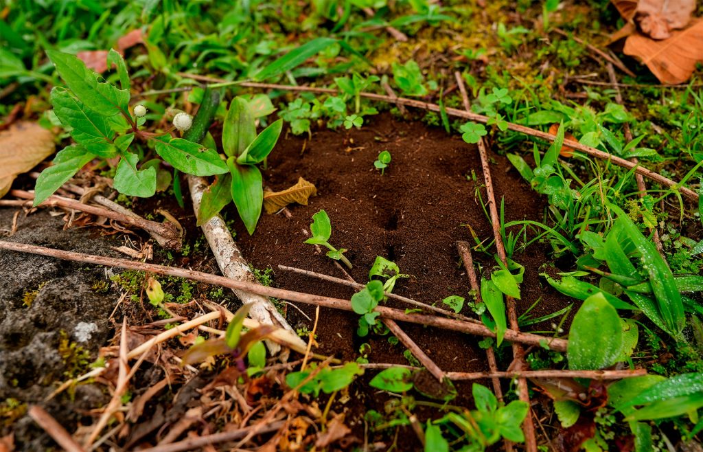 Unificando Esfuerzos para luchar Contra las Hormigas Invasoras en Galápagos