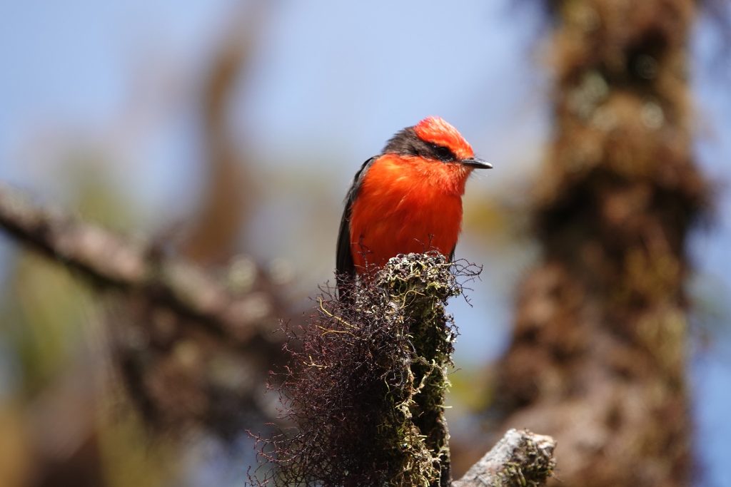 Una especie de Pájaro Brujo en Galápagos parece estar extinta. ¿Va por la misma vía la otra especie?