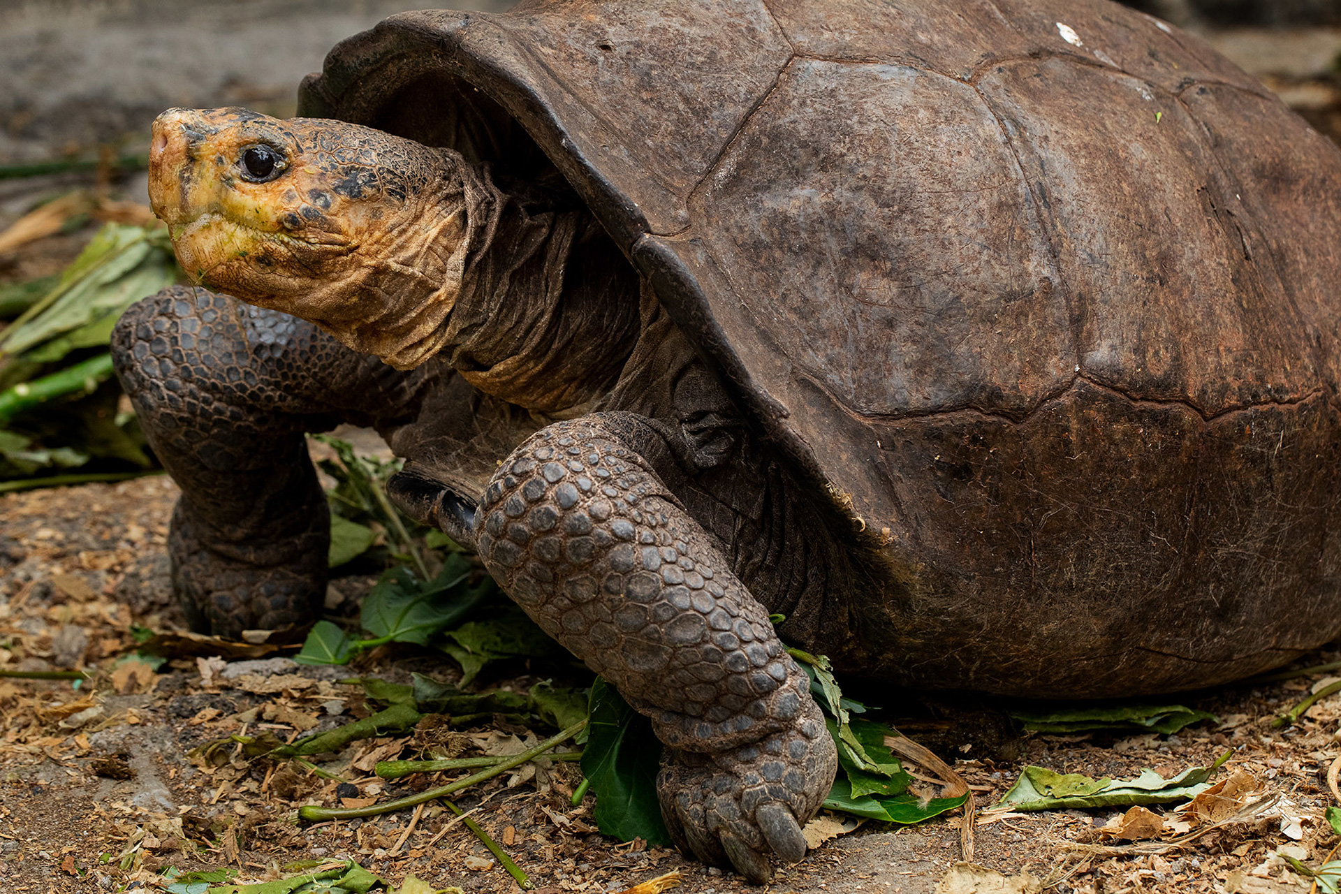 The Enigma Of Fernanda - A Lone Survivor In Galápagos | Galápagos ...