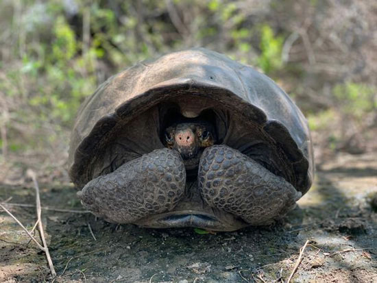 Galapagos Team Seeks 'Most Wanted' Giant Tortoise