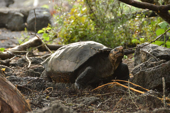 Galapagos Team Seeks 'Most Wanted' Giant Tortoise