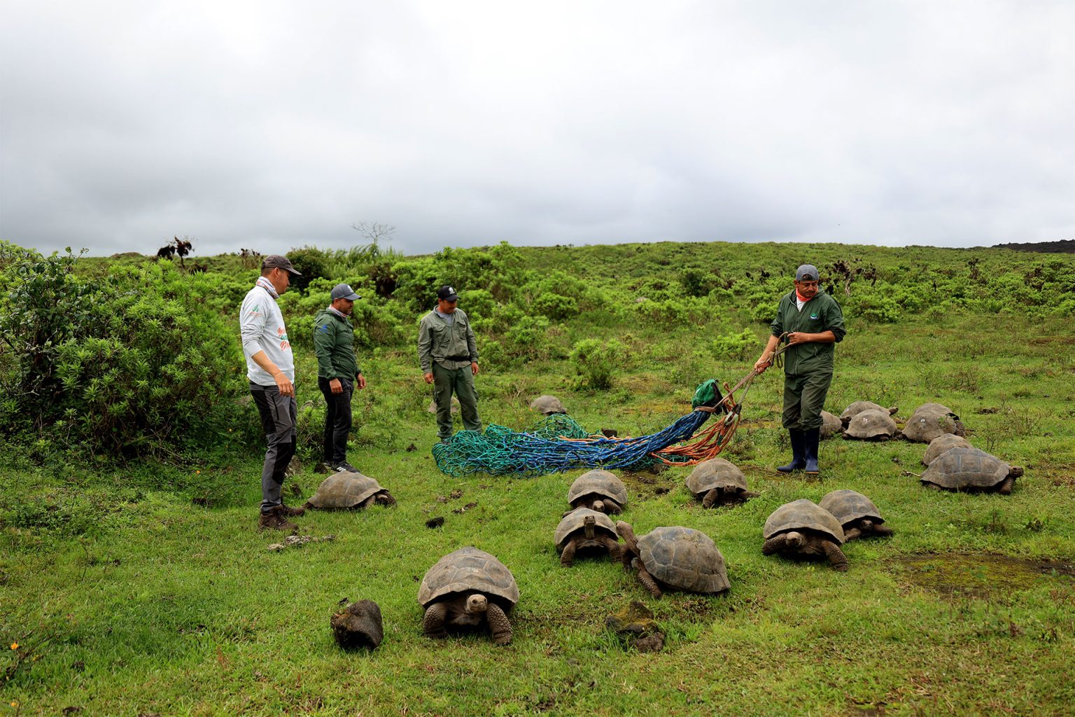 The Remarkable Return of 136 Galápagos Tortoises to Their Natural ...