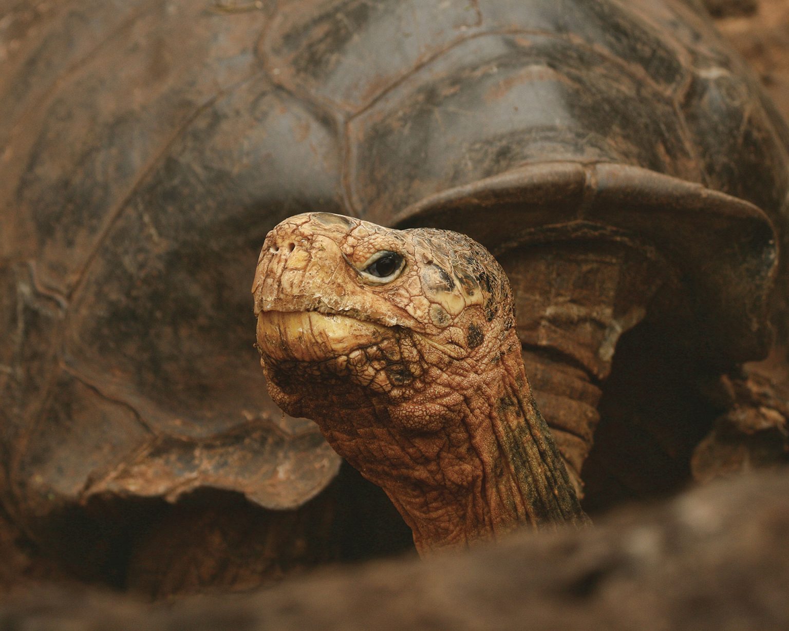 The Effects of El Niño on Galápagos Plants, Animals, and People ...