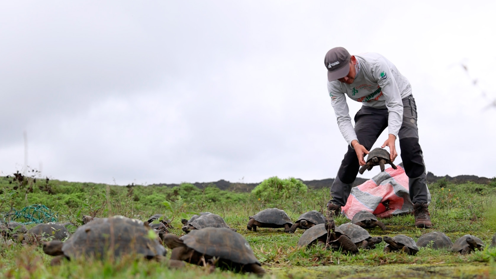 The Remarkable Return of 136 Galápagos Tortoises to Their Natural ...