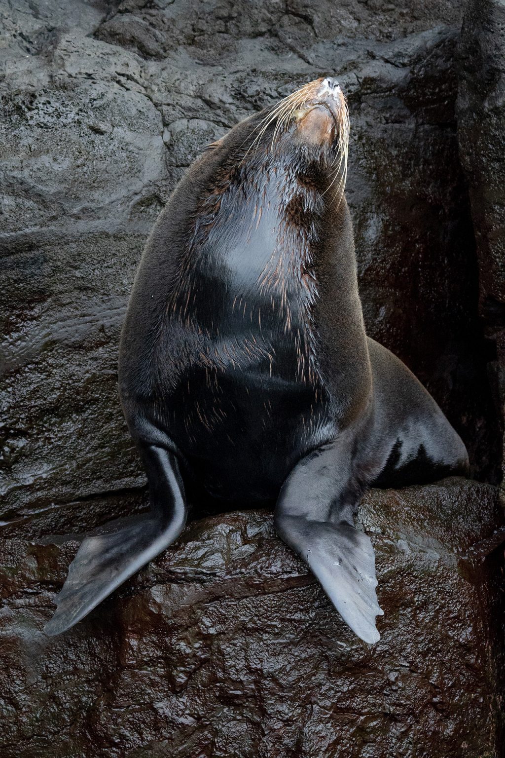 Tracking The Impact Of Climate Change On Galápagos Sea Lions And Fur 