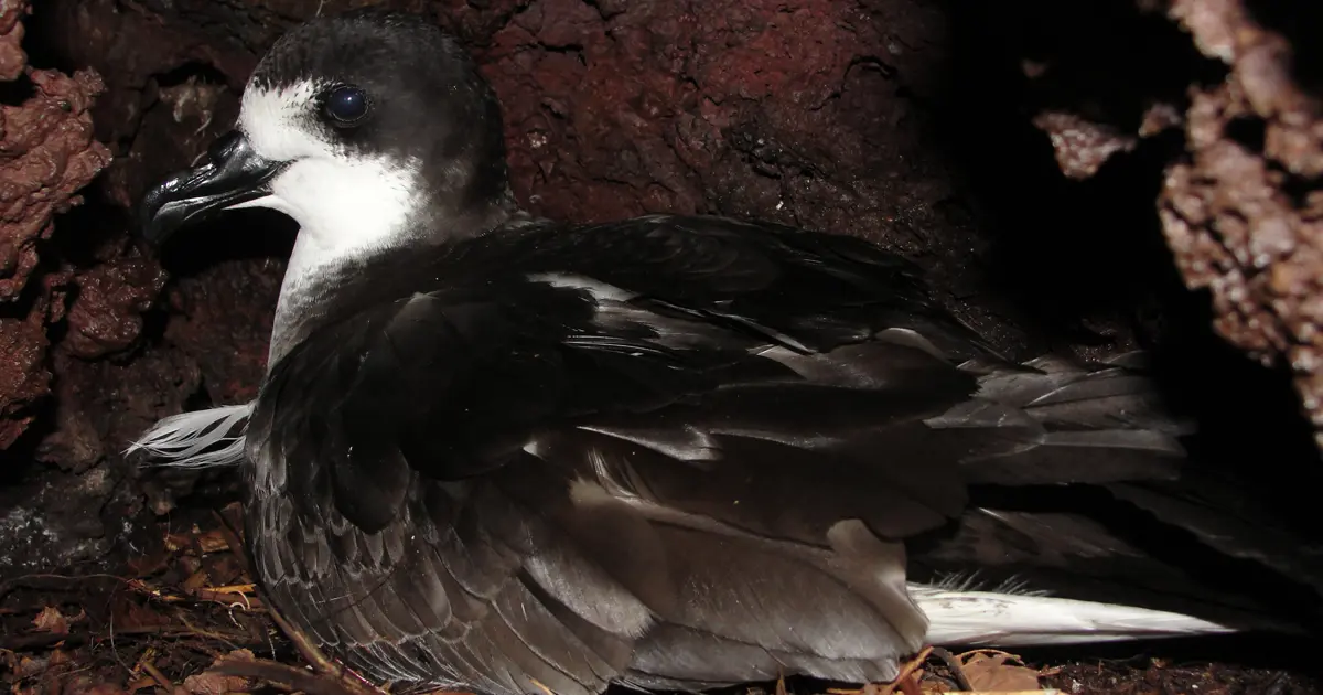 Conserving The Galápagos Petrel: A Plan For Survival 