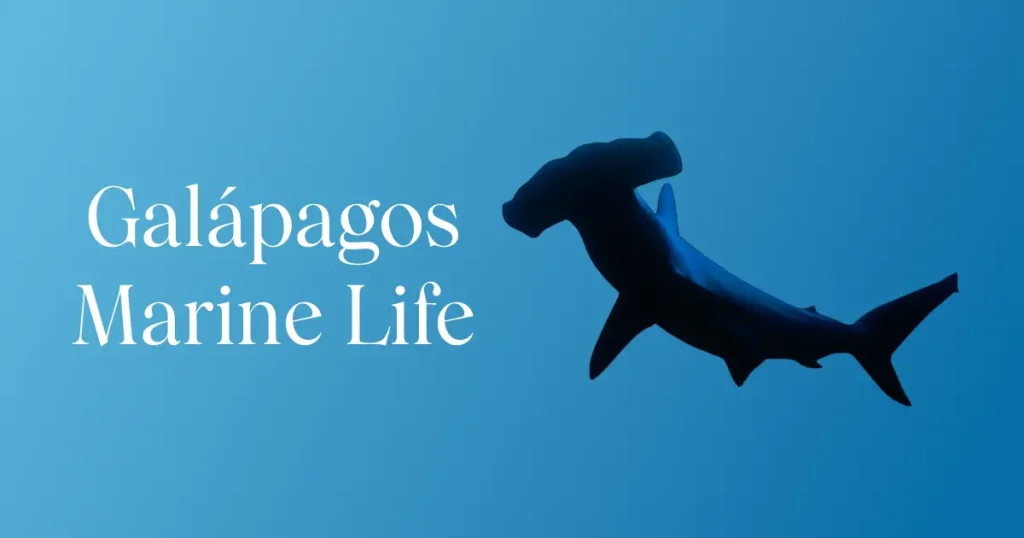 Galápagos Marine Life App