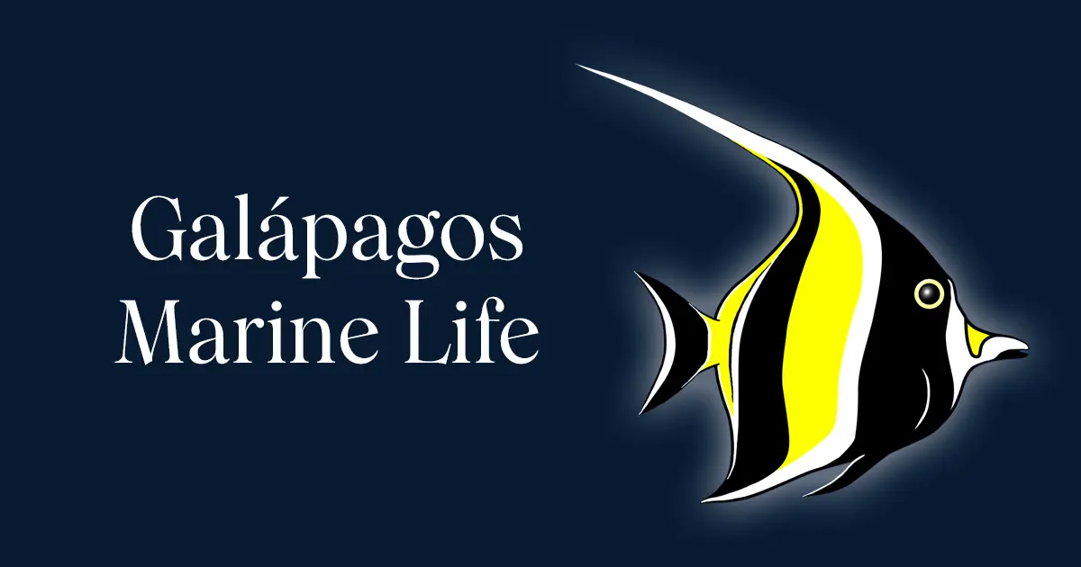 Galápagos Marine Life App Terms of Use | Galápagos Conservancy