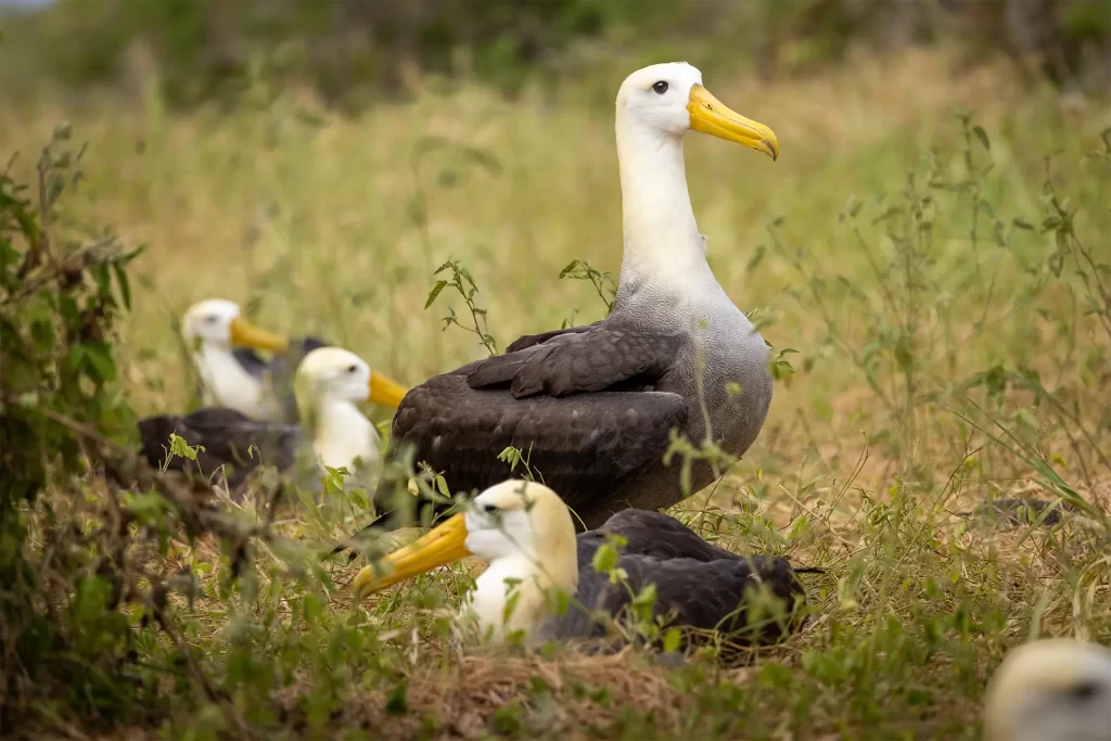 Expedition to Help Nesting Waved Albatross a Success