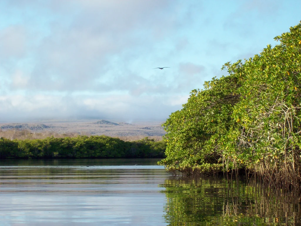Conservation of Mangrove Ecosystems