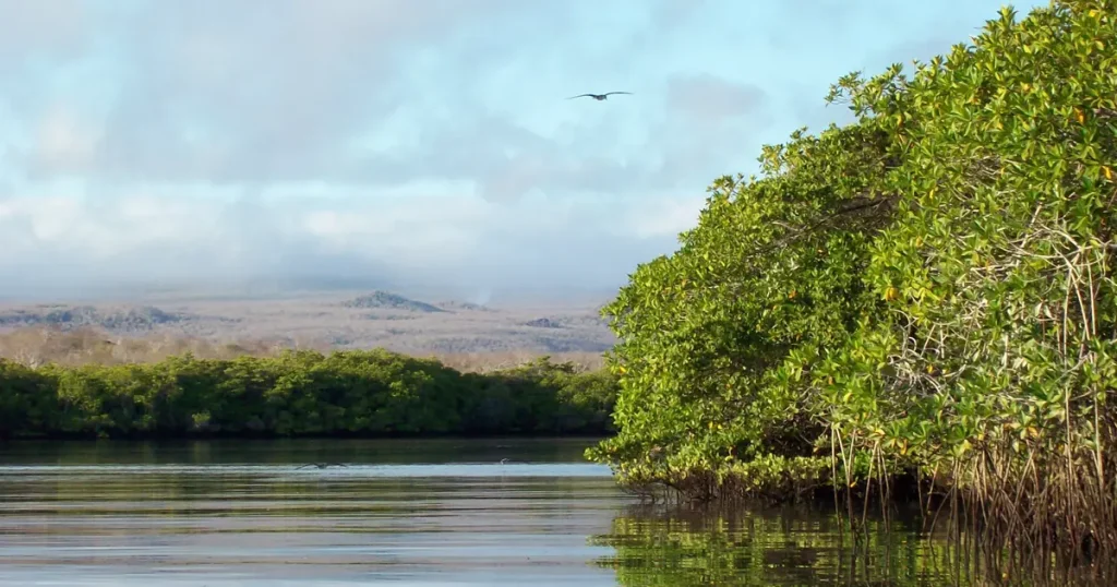 Celebrating the Conservation of Mangrove Ecosystems