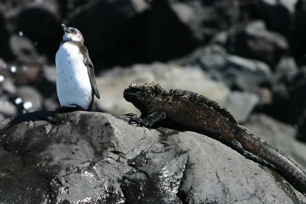 Commitment to the Conservation of Galápagos' Protected Areas