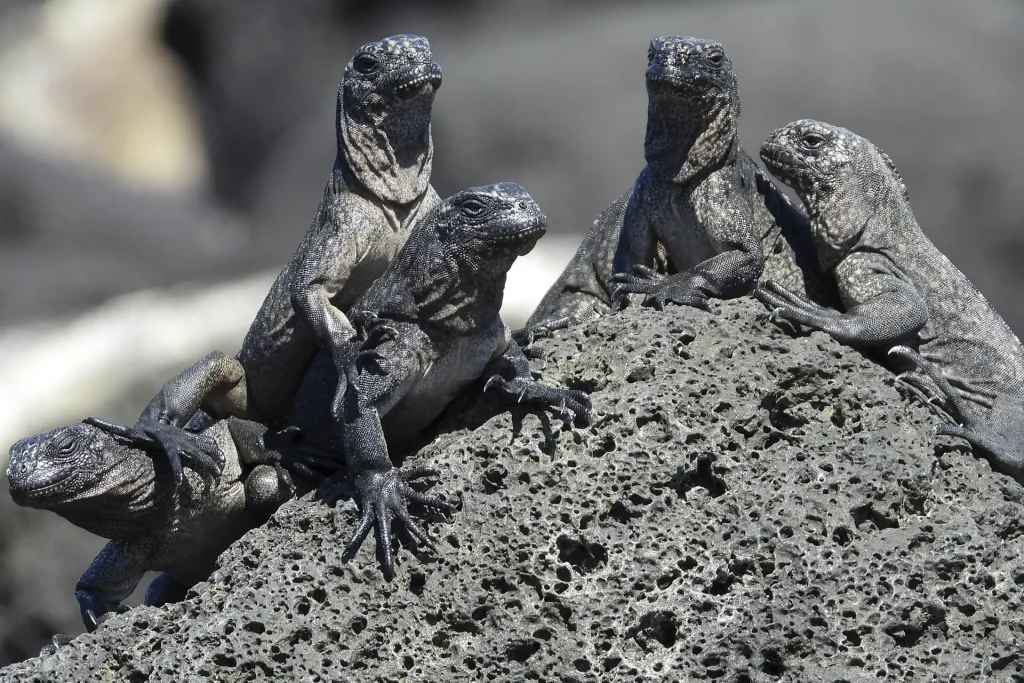 Season of Marine Iguana Hatching in Galápagos