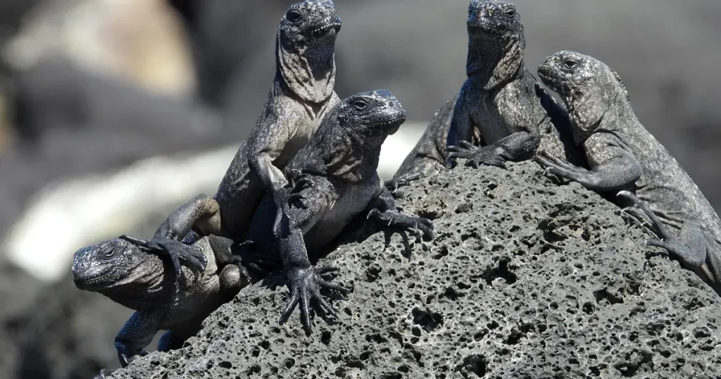 Season of Marine Iguana Hatching in Galápagos: A Natural Spectacle on the Coastline