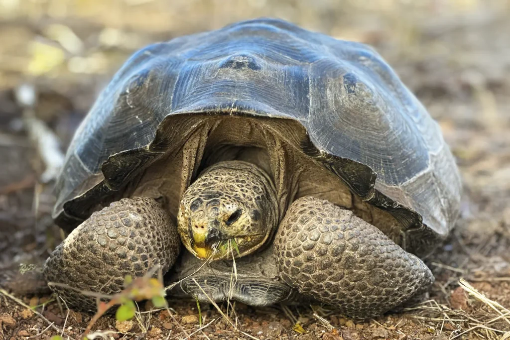 A New Expedition to Santa Fe Island