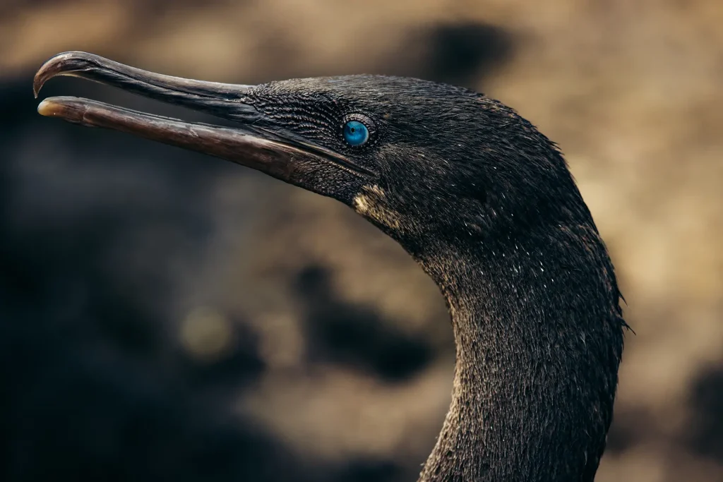 flightless-cormorant-is-endemic-galapagos