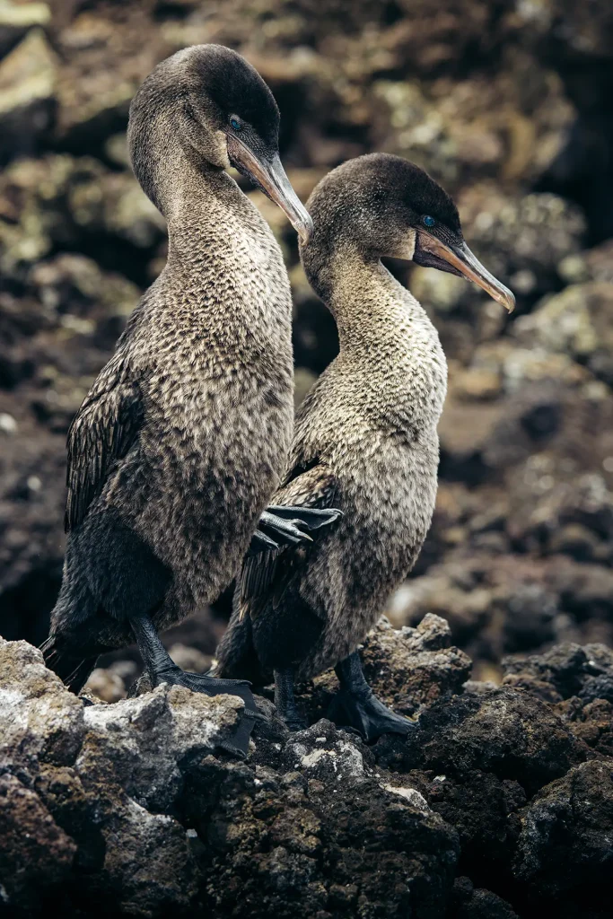 cormorán no volador del mundo es endémica de Galápagos