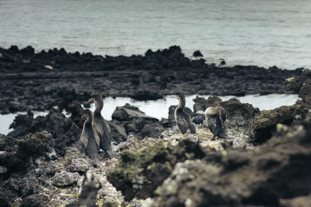 cormorán no volador del mundo es endémica de Galápagos