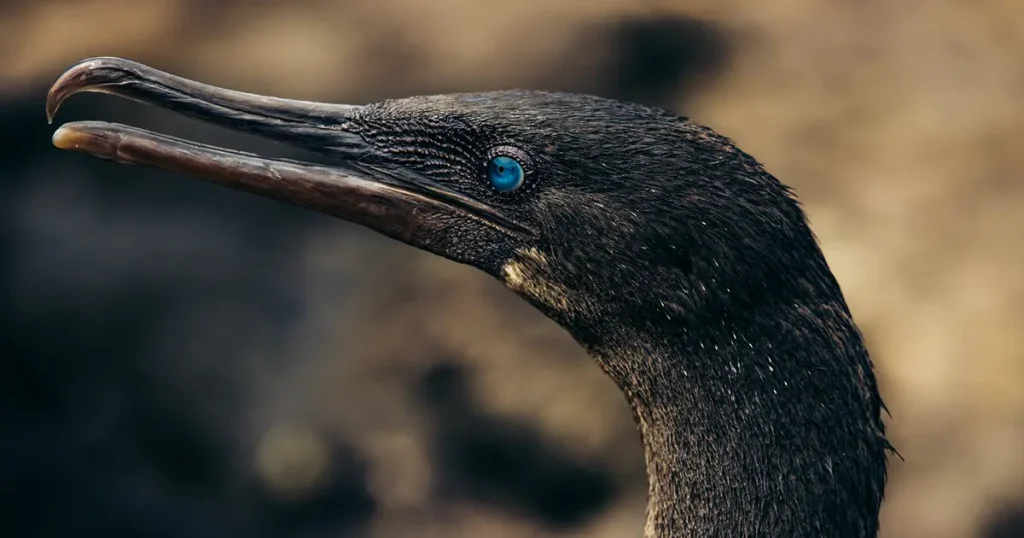 cormorán no volador del mundo es endémica de Galápagos